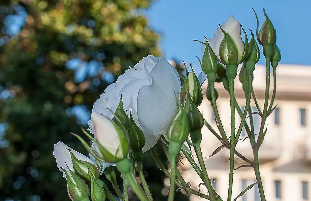 Hotel Giardino-1