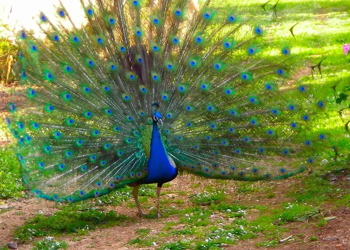 Hotel adatto agli animali: Azienda Agrituristica Tenuta Pizzolungo