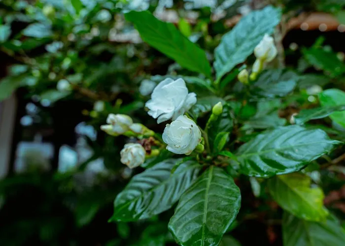 Central Blanche Residence