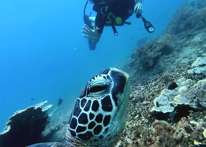 Kura Kura Divers Lodge