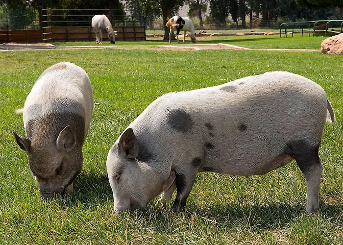 Sorrel River Ranch & Spa