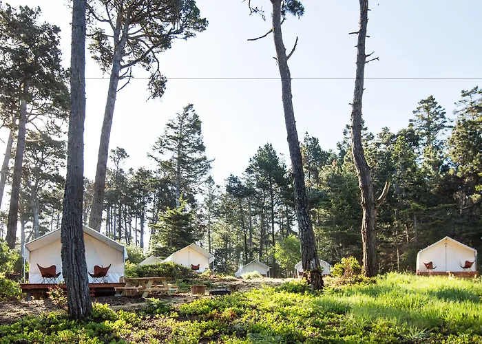 Mendocino Grove
