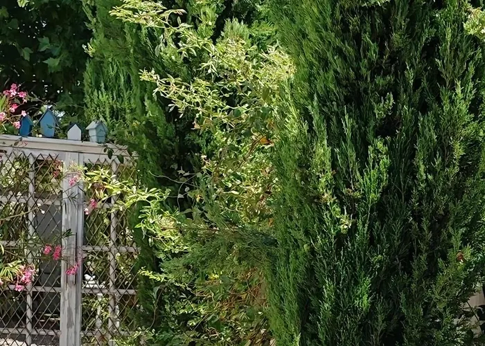 Le Petit Jardin ...
