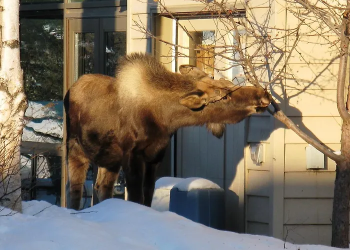 Susitna Place B&B