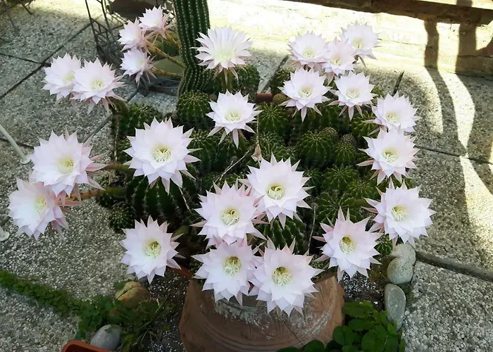Hotel: Il Giardino Roccioso